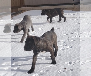 Cane Corso Litter for sale in CASPER, WY, USA