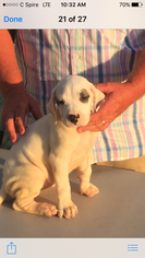 Dogo Argentino Litter for sale in MINTER CITY, MS, USA