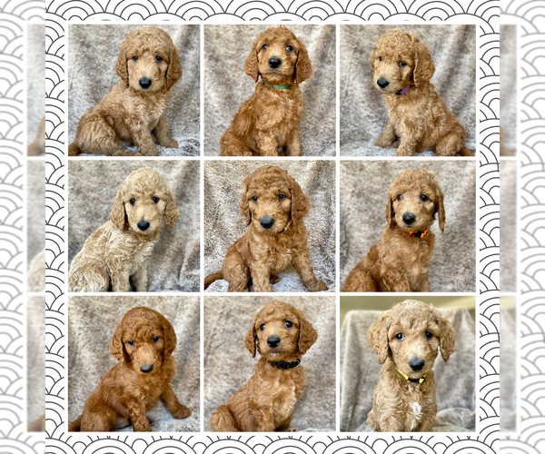 Medium Photo #1 Goldendoodle Puppy For Sale in GLENDALE, AZ, USA