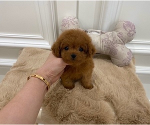Poodle (Toy) Litter for sale in BREA, CA, USA
