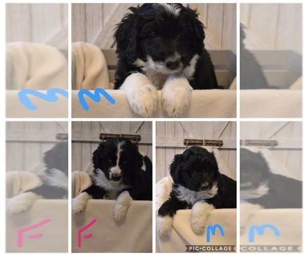 Medium Photo #1 Aussiedoodle Puppy For Sale in PLEASANT HILL, MO, USA