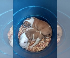 American Bulldog Litter for sale in FLORENCE, MS, USA