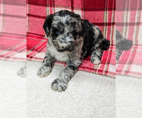 Medium Photo #1 Aussiedoodle Puppy For Sale in SPARTA, MO, USA