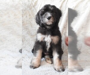 Bernedoodle Litter for sale in FARGO, ND, USA