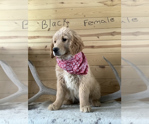 Medium Photo #1 Golden Retriever Puppy For Sale in WESTCLIFFE, CO, USA