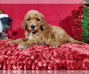 Poodle (Standard) Litter for sale in COLORADO SPRINGS, CO, USA