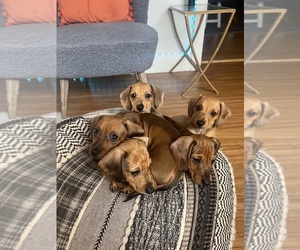 Dachshund Litter for sale in FORT LAUDERDALE, FL, USA