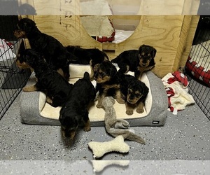 Airedale Terrier Litter for sale in DUNCANSVILLE, PA, USA
