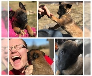 Medium Belgian Malinois