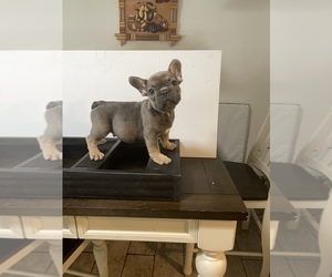 French Bulldog Litter for sale in NEW PORT RICHEY, FL, USA