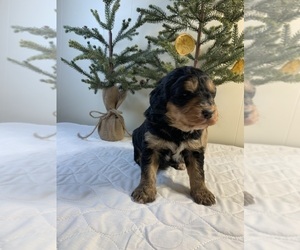 Bernedoodle Litter for sale in HUNTINGDON, PA, USA