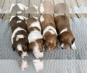 Dachshund Litter for sale in INDIANAPOLIS, IN, USA