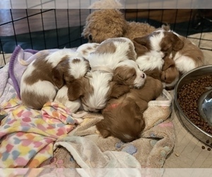 Cavalier King Charles Spaniel Litter for sale in MC LEAN, IL, USA