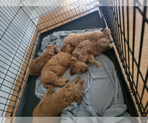 Goldendoodle (Miniature) Litter for sale in LANCASTER, OH, USA