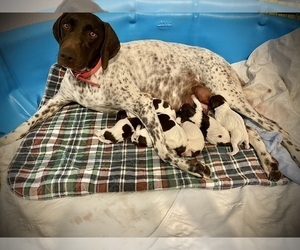 German Shorthaired Pointer Litter for sale in CALIMESA, CA, USA