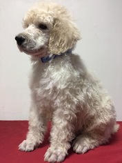 Poodle (Standard) Litter for sale in HOHENWALD, TN, USA