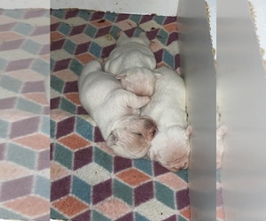 French Bulldog Litter for sale in WATERTOWN, TN, USA