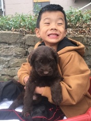 Labradoodle Litter for sale in BRADLEYVILLE, MO, USA