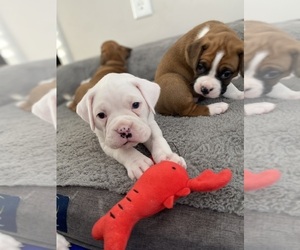 Boxer Litter for sale in ATHENS, AL, USA