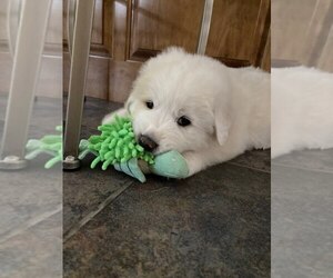 Great Pyrenees Litter for sale in GATE CITY, VA, USA