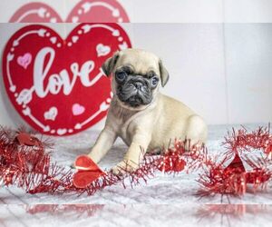 Pug Litter for sale in HOLMESVILLE, OH, USA