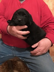 Labrador Retriever Litter for sale in OWENSVILLE, MO, USA