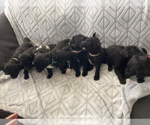Bernedoodle Litter for sale in RUSHVILLE, IN, USA
