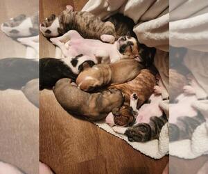 Olde English Bulldogge Litter for sale in CARBONDALE, KS, USA