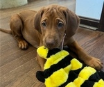 Small Rhodesian Ridgeback