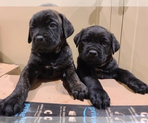 Cane Corso Litter for sale in DAYTON, OH, USA