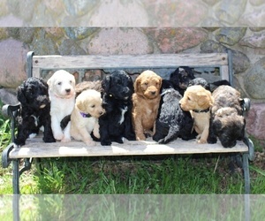 Bernedoodle Litter for sale in RICE LAKE, WI, USA