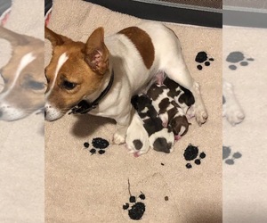 Parson Russell Terrier Litter for sale in BRYCEVILLE, FL, USA