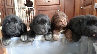 Newfoundland Litter for sale in BLISS, NY, USA
