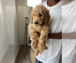 Small Photo #1 Goldendoodle-Poodle (Standard) Mix Puppy For Sale in LOS ANGELES, CA, USA