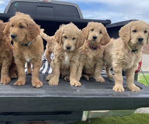 Goldendoodle Litter for sale in KENNEWICK, WA, USA