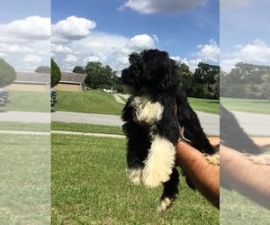 Portuguese Water Dog Litter for sale in ORLANDO, FL, USA