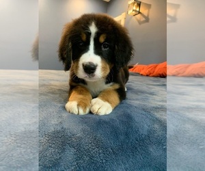 Bernese Mountain Dog Litter for sale in CLARKSVILLE, OH, USA