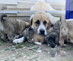 Medium Anatolian Shepherd-Pembroke Welsh Corgi Mix