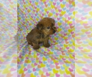 Yorkshire Terrier Litter for sale in LAPEER, MI, USA