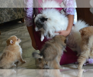 Pomeranian Litter for sale in GREENWOOD, WI, USA