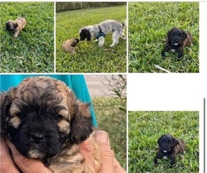 Cavapoo-Poodle (Toy) Mix Litter for sale in ATLANTIC BEACH, FL, USA