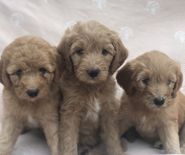 Medium Photo #1 Goldendoodle-Poodle (Miniature) Mix Puppy For Sale in ANDALUSIA, PA, USA