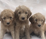 Small Photo #1 Goldendoodle-Poodle (Miniature) Mix Puppy For Sale in ANDALUSIA, PA, USA