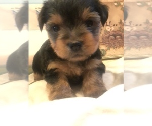Yorkshire Terrier Litter for sale in SILVER CREEK, GA, USA