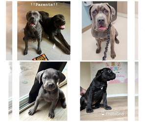 Cane Corso Litter for sale in VACAVILLE, CA, USA