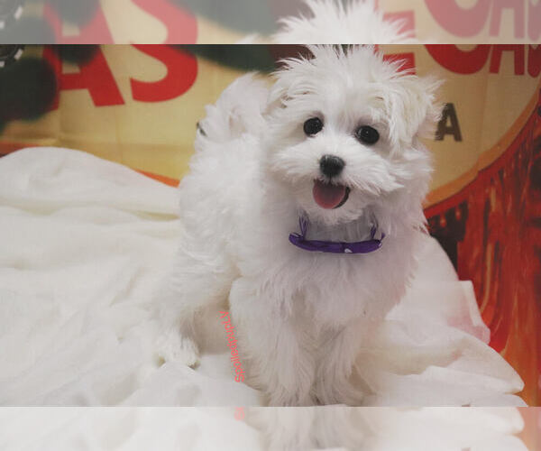 Medium Photo #1 Maltese Puppy For Sale in LAS VEGAS, NV, USA