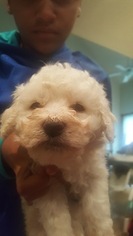 Bichon Frise Litter for sale in BEDFORD, IN, USA