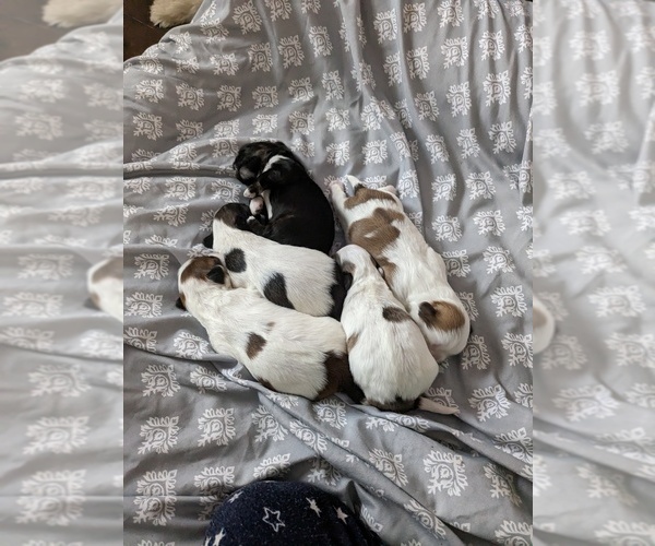 Medium Photo #1 Lhasa Apso Puppy For Sale in SAN ANTONIO, TX, USA