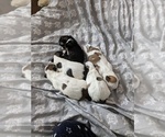Small Photo #1 Lhasa Apso Puppy For Sale in SAN ANTONIO, TX, USA