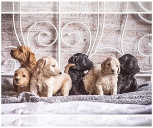 Goldendoodle Litter for sale in WOODRUFF, SC, USA